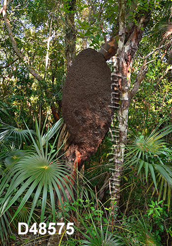 Nasutitermes rippertii nest
